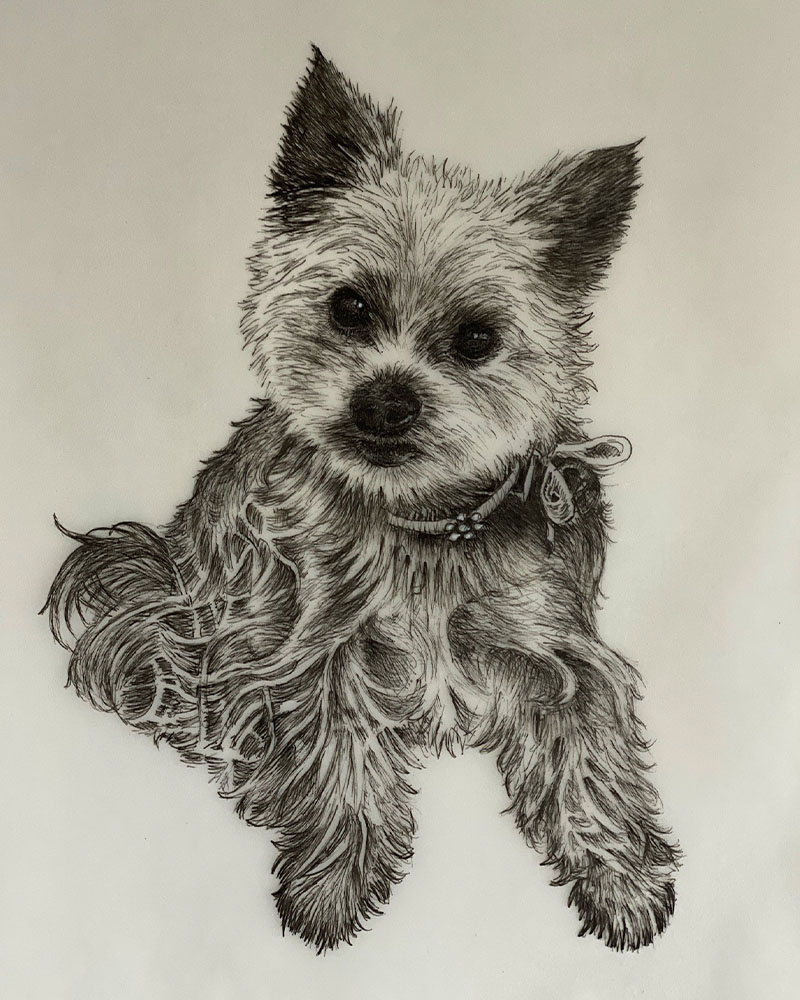 Fine Line Drawing – Small Dog 1